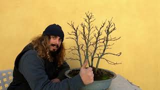 Bonsai  Potatura Invernale Boschetto Bonsai di Faggi Faggeta Da Urlooo [upl. by Anuat]