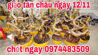 Cường 0974483509  Mai vàng giảo tân châu ngày 1211 giá ưu ái cô chú ơi [upl. by Warfold]