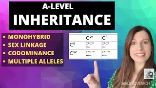 Inheritance Punnet Square Genetic Crosses Overview of all inheritance for Alevel Biology [upl. by Ashlan]