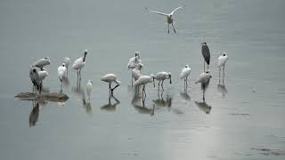 화성호에서 만난 저어새 Blackfaced spoonbill on the lake [upl. by Paynter849]