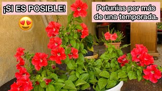 Petunias por mas tiempo en climas fríos [upl. by Aicilyhp]