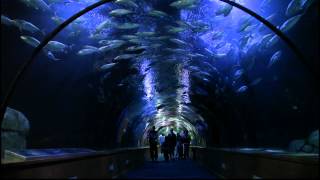 TUNEL TEMPLADOS OCEANOGRAFIC VALENCIA [upl. by Stein809]