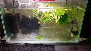 HOW TO BREED PYGMY CORYDORAS [upl. by Nnairrek]