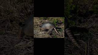 NineBanded Armadillo and Timber Rattlesnake [upl. by Eimac908]