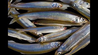 Cowlitz RiverSmelt Fishing [upl. by Cerell]