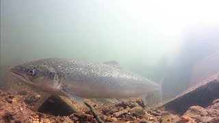 British Freshwater Fish Underwater [upl. by Paten11]