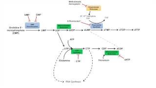 Pyrimidine Synthesis and Salvage Pathway [upl. by Lozar337]