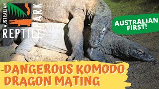 KOMODO DRAGON MATING LIVE FOOTAGE  AUSTRALIAN REPTILE PARK [upl. by Nyleve222]