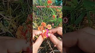 how to cross pollination protuculabeautifulflowers gardening trending viralshort [upl. by Cosenza616]