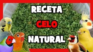 RECETA para CELO NATURAL 🐤 TRUCOS para AUMENTAR EL CELO y CRIAR CANARIOS  Remedios naturales [upl. by Strickman289]