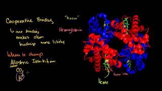 Hemoglobin in Bangla [upl. by Press381]