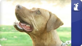 Rhodesian Ridgeback  Doglopedia [upl. by Outlaw]