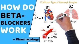 How do Beta Blockers Work  Pharmacology [upl. by Flemming]