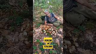 Funghi Porcini 2024 quotPorcini In Toscana quot 🍄‍🟫 NaturaWild FunghiPorcini2024 PorciniEstatini [upl. by Grani]