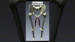 Write Gracilis Muscle Action [upl. by Reynolds259]