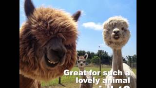 Llamas Alpacas Guanacos y Vicuñas  Cusco Peru 🐎 [upl. by Ekim]