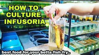 HOW TO CULTURE INFUSORIA best food for 3 day old betta fry🇵🇭 [upl. by Lurie]