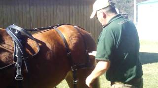 Tandem Hill Farm Training part two harness fitting [upl. by Alleris]