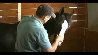 Beyond Horse Massage What is the Masterson Method® [upl. by Atinihs]