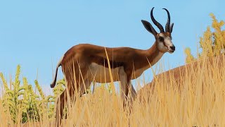 PLANET ZOO Springbok Habitat Build [upl. by Lafleur]