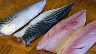 How To Fillet And Cook Mackerel SRP [upl. by Hnib]