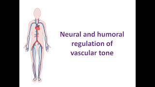 Neural and humoral regulation of vascular tone [upl. by Rawdan]