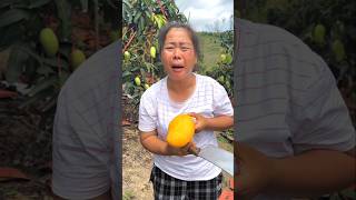 Mango Orchard 🥰 shorts ytshorts [upl. by Sualokin59]