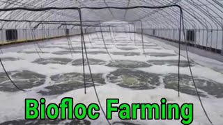 Biofloc fish Farming Guide for BeginnersPut Baby Fish In The Biofloc Tank [upl. by Enerak544]