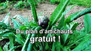 Des plants dartichauts gratuits [upl. by Dash753]