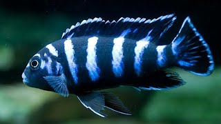 Demasoni Cichlid Care and Breeding [upl. by Ahsinod]