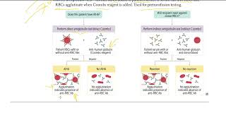 6 Coombs testing  Direct and Indirect Coombs Test  USMLE STEP 1 [upl. by Adnohral]