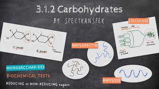 EASY REVISION AQA Alevel Biology 312 Carbohydrates by SpecTransfer [upl. by Nnylekoorb]