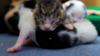 NEWBORN KITTENS  DAY 2 [upl. by Alpers]