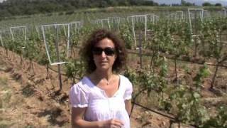 Carme Casacuberta explains the innovative Lyre Trellis system at Vinyes dOLivardots [upl. by Ahsilram]