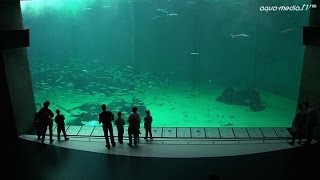 NORDSOENOCEANARIUM HirtshalsDaenemark [upl. by Kelton]