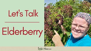 Elderberry Identification  Wildcrafting Elderberry Processes Rooting and Growing [upl. by Littman]