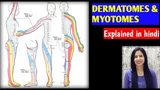 Dermatomes in Hindi Dermatomes and Myotomes  HINDI 2022 urdu  physiotherapy  2022 [upl. by Kelsy]