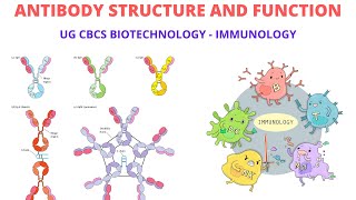 TELUGU ANTIBODY STRUCTURE amp FUNCTION  UG CBCS  BIOTECHNOLOGY  IMMUNOLOGY [upl. by Aitnahs]