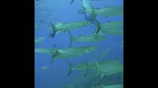 Barracuda School Scubadive Liveaboard at Similan islands Koh Tachai Koh Bon Richelieu Rock [upl. by Adnawyt923]