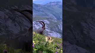 The Alpine ibex goat [upl. by Snave]