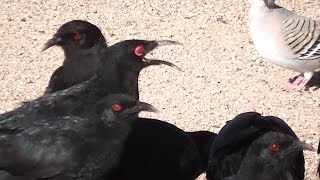 Chuffed about Choughs ◔‿◔ [upl. by Lubet987]