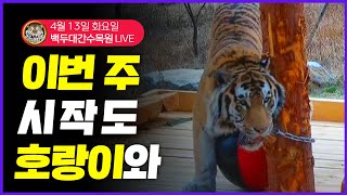 LIVE 한주의 시작을 함께하는 호랑이 백두대간수목원 호랑이 관찰일기 20210413 tiger diary [upl. by Wulf]