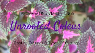 Rooting Coleus Cuttings  Unrooted vs Rooted Cuttings  How to Root Coleus [upl. by Corella]