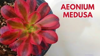 aeonium medusa cuidados donsuculento [upl. by Linkoski]