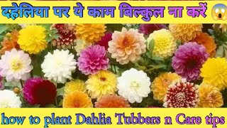 डहलिया पौधों की देखभाल Dahlia plant care n Top fertilizer How to get more Dahlia plant [upl. by Farica54]