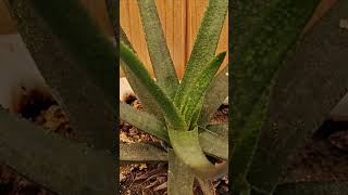 Gasteria aloe Gasteria acinafolia Aloe flowsucculent ornamental gardenshorts [upl. by Kalindi983]