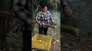 Bamboo Shoot Farming farming amazing bamboo viral fruit wildlife farmlife [upl. by Rowe850]