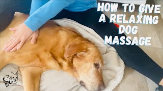 A Cat Gives a Relaxing Massage to a Dog animals loveanimals cuteanimals shortvideo [upl. by Donetta]