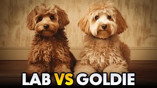 Labradoodle vs Goldendoodle The difference you  WildWonder [upl. by Htebharas663]