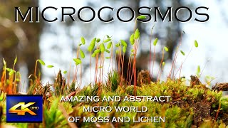 Microcosmos 4K  Amazing and abstract microworld of mosses and lichens [upl. by Lyckman694]